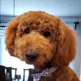 Sully - Poodle