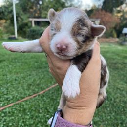 Rocky Road - Red merle female Miniature Australian Shepherd puppy in Sonora, California from Quarle Ranch Mini Aussies