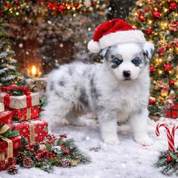 Cynthia - Blue merle female Miniature Australian Shepherd puppy in Patterson, North Carolina from DreamLine Aussies