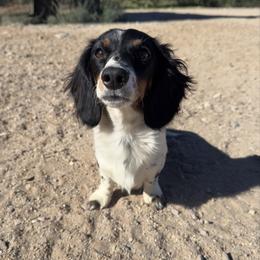 Rosie - Dachshund