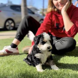 Bernedoodle Puppies from SoCal Bernedoodles