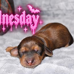 Wednesday - Cream female Dachshund puppy in Crestview, Florida from Neverending Dachies