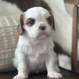 Vixen - Blenheim female Cavalier King Charles Spaniel puppy in Kidder, South Dakota from Continental Cavaliers