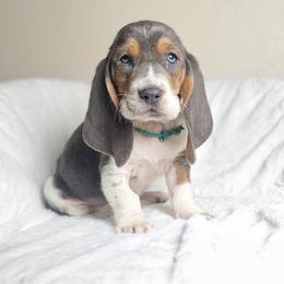 Turquoise- teal collar - Blue tan and white male Basset Hound puppy in Valley, Washington from Peaceful Valley Paws