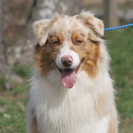 Roscoe - Australian Shepherd