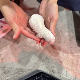 Girl 4 - Blenheim female Cavapoo puppy in Ivins, Utah from Taylia's Cavapoos