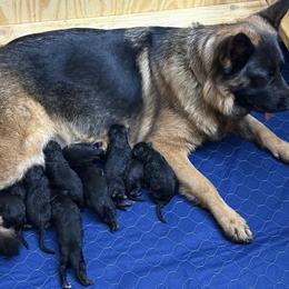 Girl 7 - Black and red female German Shepherd puppy in Wyoming, Michigan from Big Jones Kennels