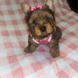 Penny 3000 - Merle female Yorkipoo puppy in Gastonia, North Carolina from Dynasty Kennel
