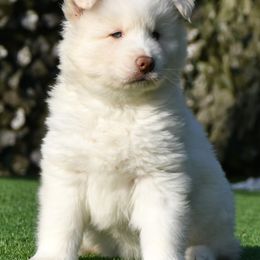 Athena - Siberian Husky puppy from Blue Moon Huskies