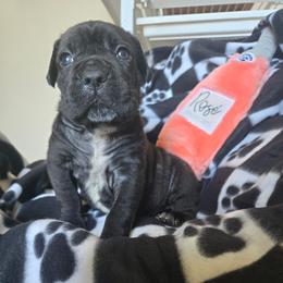 Rose' - Black brindle female Cane Corso puppy in Tabor City, North Carolina from Dream Team Kennels