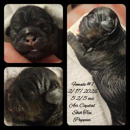 Juliet - Red female Shih Tzu puppy in Maize, Kansas from Air Capital Shih Tzu Puppies