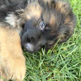 Rocco - Black and red male German Shepherd puppy in Fielding, Utah from Legacy Shepherds
