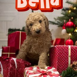 Poodle Puppies from Robinsnest Poodles