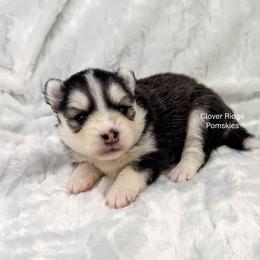 Hazen - Black and white female Pomsky puppy in Sheffield, Iowa from Clover Ridge Pomskies