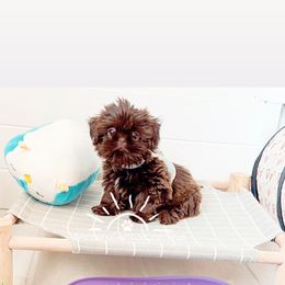 Shih Tzu Puppies from Arizona Sunrise Shih Tzus