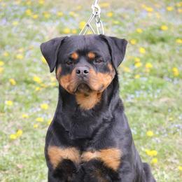 Seve - Rottweiler