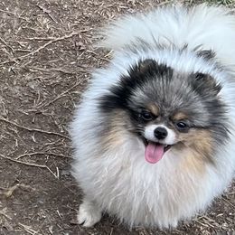 Gemma - Pomeranian