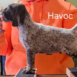 Havoc - Red Male - Liver and white male German Shorthaired Pointer puppy in Kenai, Alaska from LakeHaus Kennels