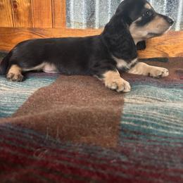 Audi - Black and cream female Dachshund puppy in Eustis, Florida from K8’s Dachshunds