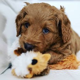 Assorted Doodle Crosses Puppies from Meekie Doodle Farm