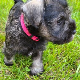 Miniature Schnauzer Puppies from SkyHigh Kennels