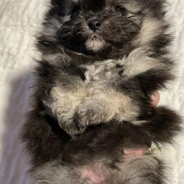 Pomeranians from Bougie Breeds