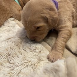 Golden Retriever Puppies from Tradershire Goldens