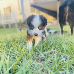 Miniature Australian Shepherd Puppies from Lucky Bones Miniature Australian Shepherds