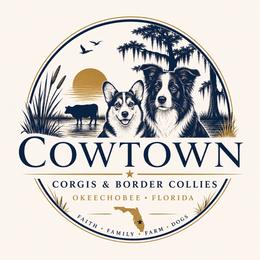 Black Female III (Turquoise) - Black and white female Border Collie puppy in Okeechobee, Florida from Cowtown Corgis & Border Collies