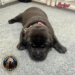 Briar - Black female Labrador Retriever puppy in Elloree, South Carolina from Moonlight Kennels LLC