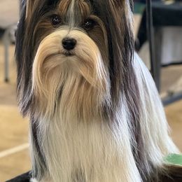 Biewer Terrier and Poodle Puppies from Ice Ice Baby Biewers & Poodles