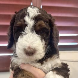 Rollo - Tri-color Bernedoodle puppy in Chandler, Arizona from Bernedoodle Lovers