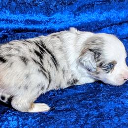 Sage - Blue merle male Miniature Australian Shepherd puppy in Lufkin, Texas from Texas Lil Cowdogs