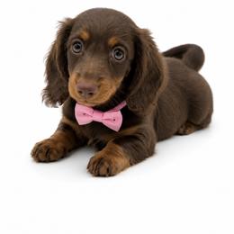Winter - Chocolate and tan female Dachshund puppy in Illinois from William Rotsaert