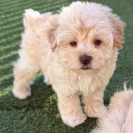 Willow(was Baby Ruth) - Wheaten female Miniature Schnauzer puppy in Clover, South Carolina from Bobo’s Babies Kennels