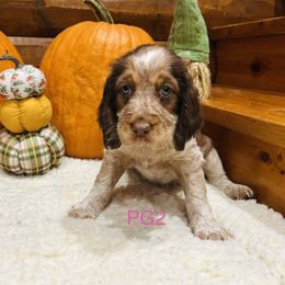 PG2 - Red and white female English Springer Spaniel puppy in Britton, South Dakota from K&S Canines