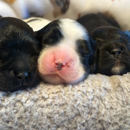 Cocker Spaniel puppies from Abundance of Joy LLC Cocker Spaniels