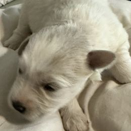 Miniature Schnauzers from Her Mini Schnauzer’s by MizMarilynP