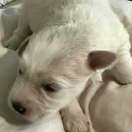 Miniature Schnauzers from Her Mini Schnauzer’s by MizMarilynP