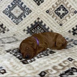 Purple Collar Girl - Red  female Goldendoodle puppy in Pasadena, Texas from Knightsbane Standard Poodles