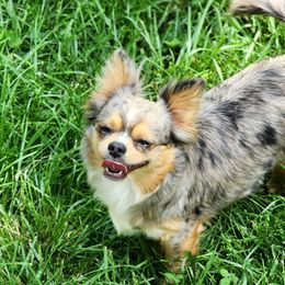 Chihuahuas from Darla's Chihuahuas