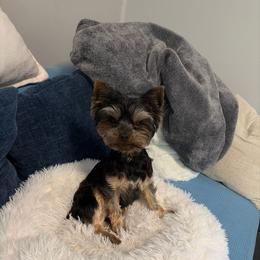 Jack - Yorkshire Terrier