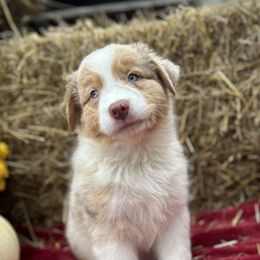 Ducky - Red merle Australian Shepherd puppy in Jeddo, Michigan from Blue Water Aussies