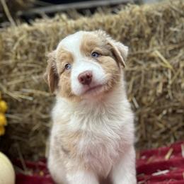 Ducky - Red merle Australian Shepherd puppy in Jeddo, Michigan from Blue Water Aussies