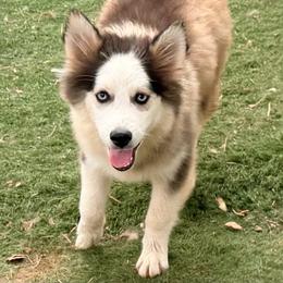 Lua boy 1 - Black and white male Pomsky puppy in Enid, Oklahoma from Mile Hi Pomskies