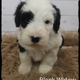 Black Widow - Black and white female Sheepadoodle puppy in Farley, Iowa from Iowa's Doodle Co.