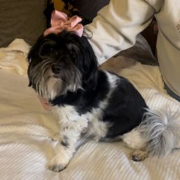 Ember - Havanese