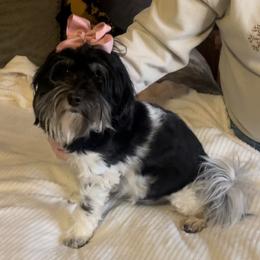 Ember - Havanese