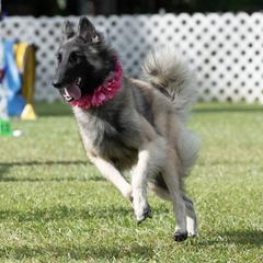 Belgian Tervuren from Baulerschmidt Belgians