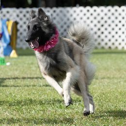 Belgian Tervuren from Baulerschmidt Belgians